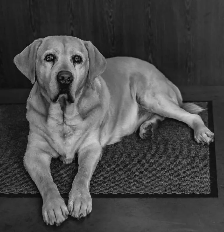 Hund in der Werkstatt
